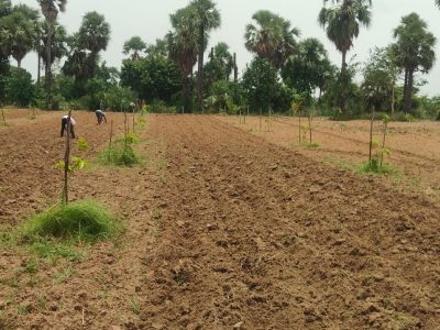 Thatigudem Agro Forestry — 2026 07 15 at 3.52.32 PM